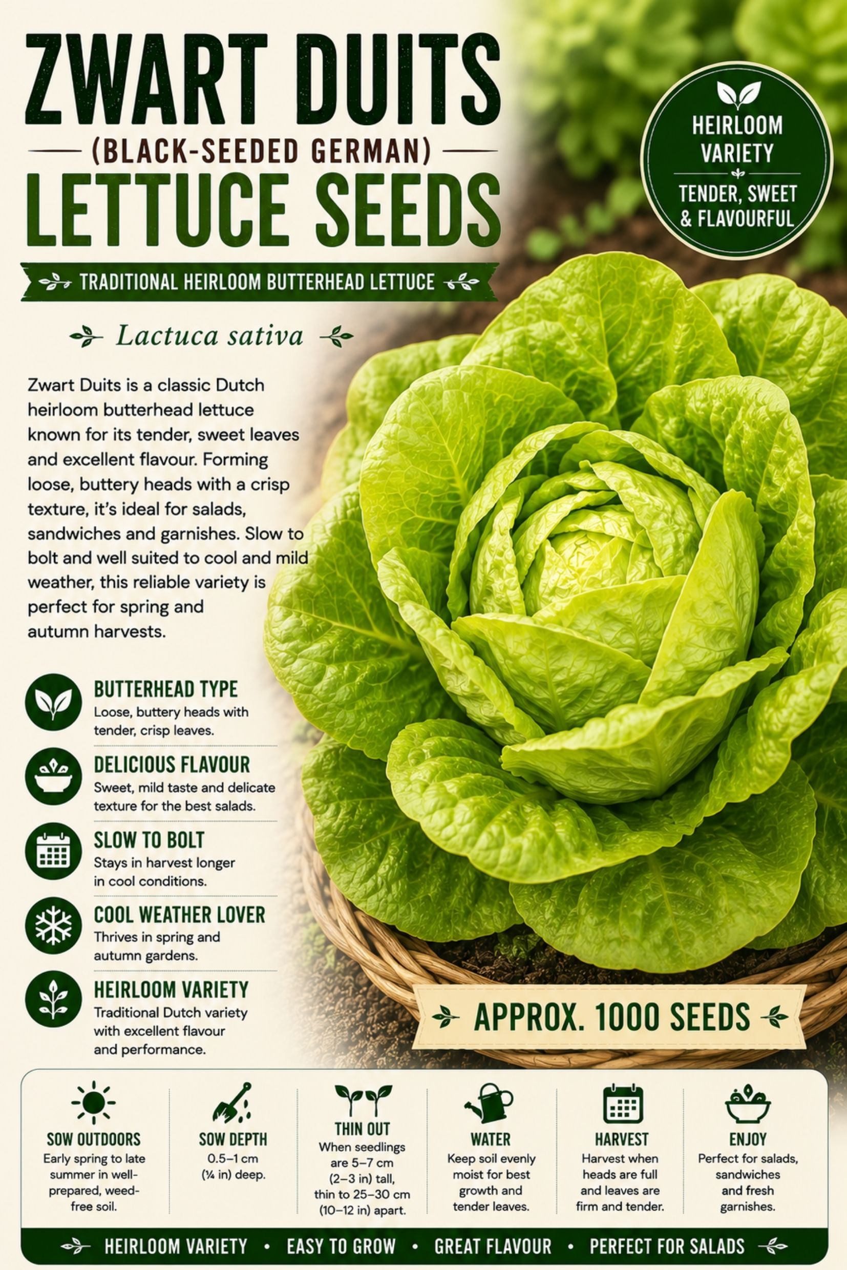 Zwart Duits Lettuce Seeds