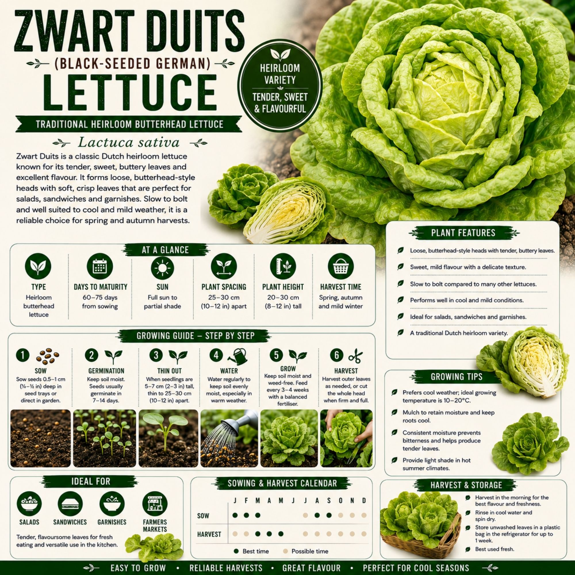 Zwart Duits Lettuce Seeds - Image 2