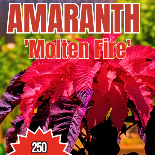 Molten Fire Amaranthus Seeds