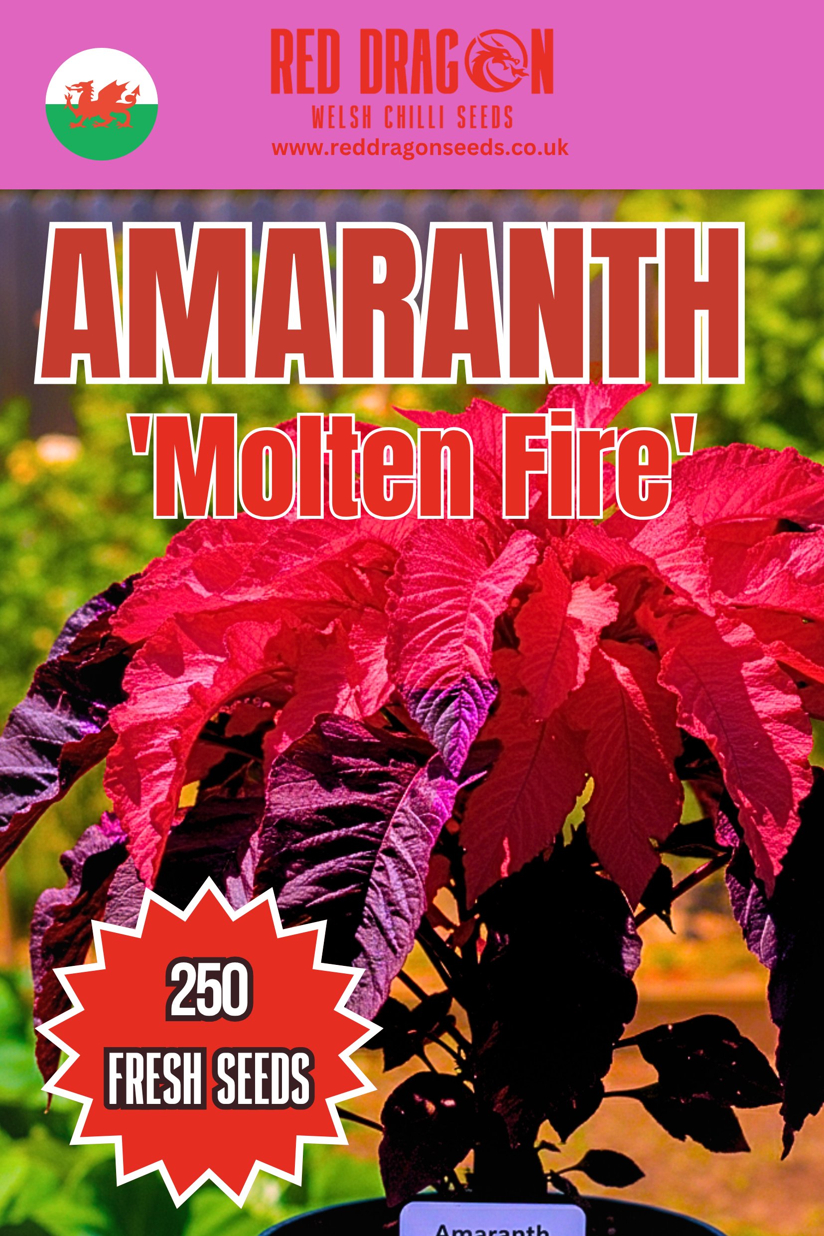 Molten Fire Amaranthus Seeds