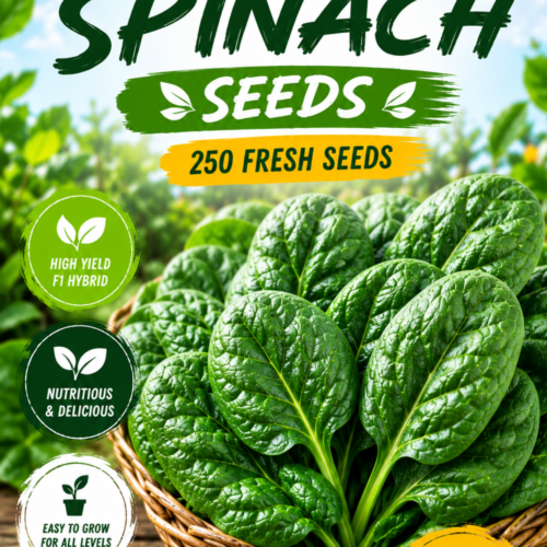 Amazon F1 Spinach Seeds
