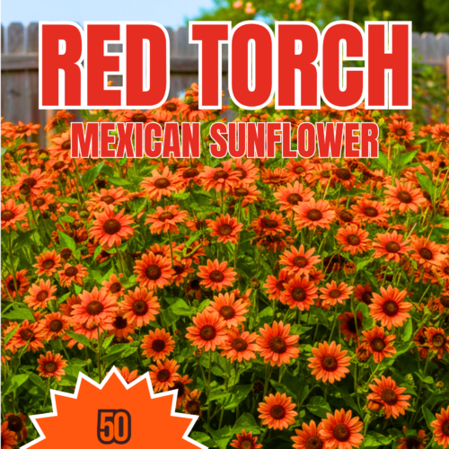 Red Torch Sunflower Seeds