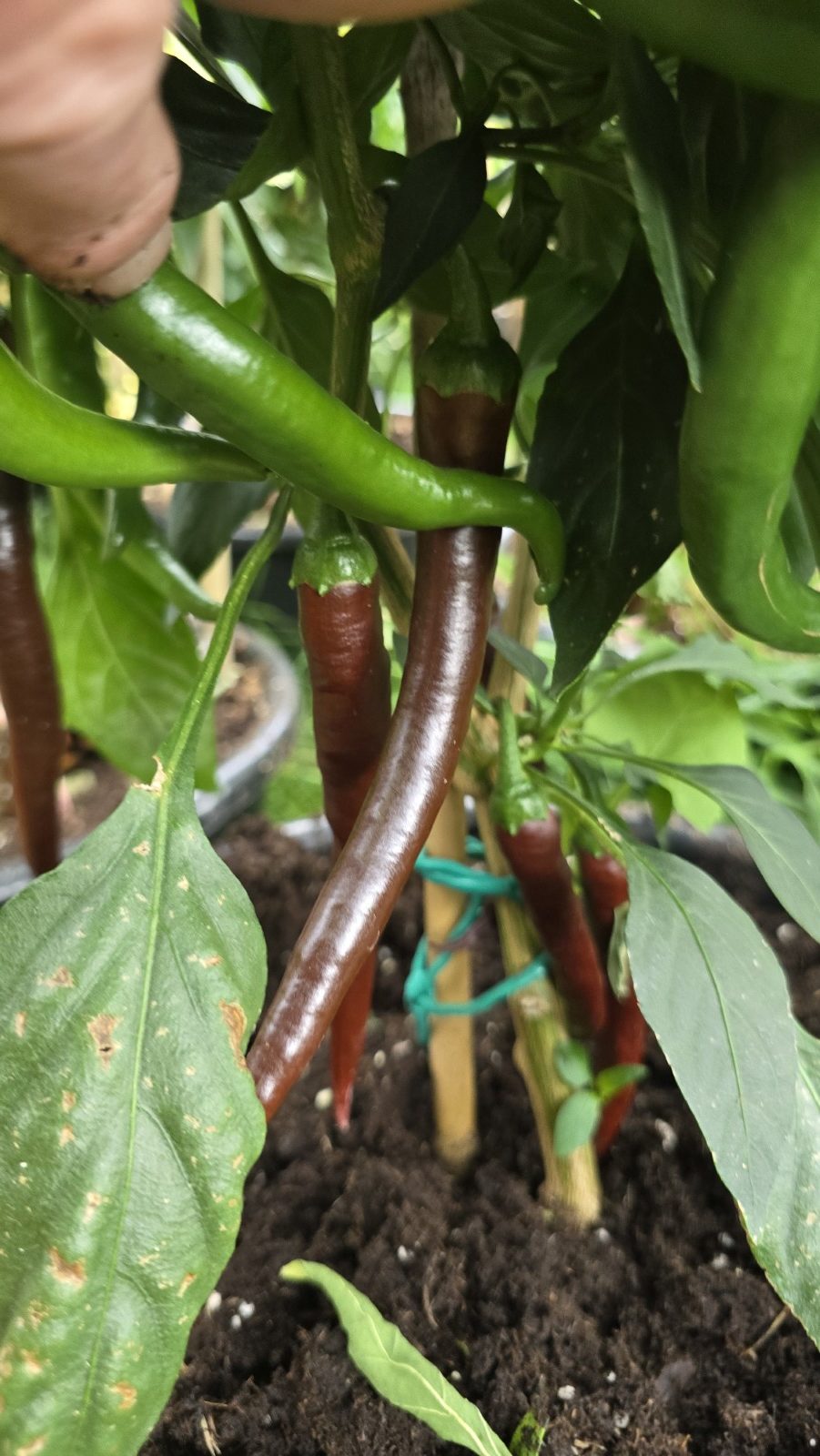 Cayenne Chocolate Chilli Seeds - Image 3