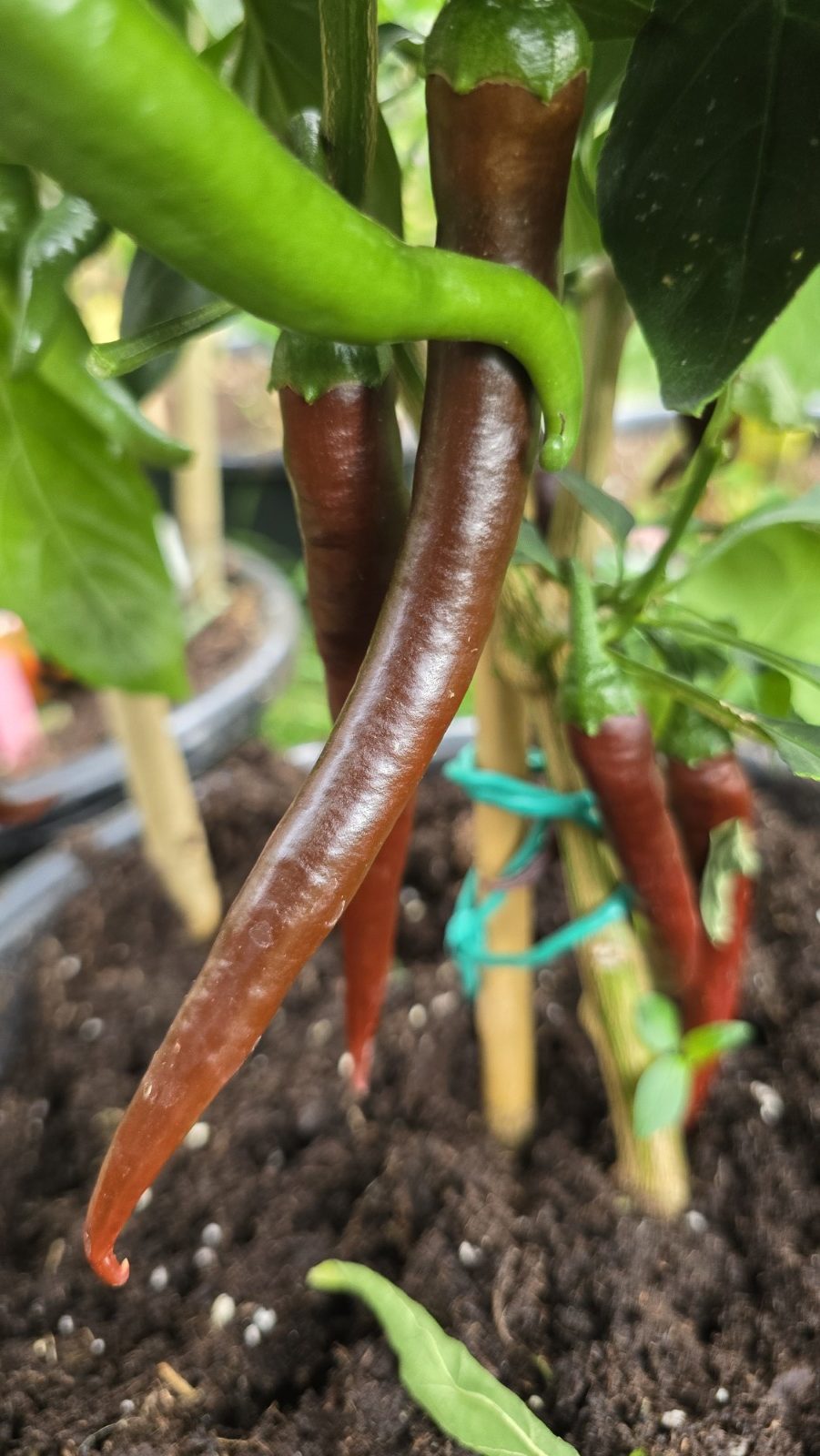 Cayenne Chocolate Chilli Seeds - Image 4