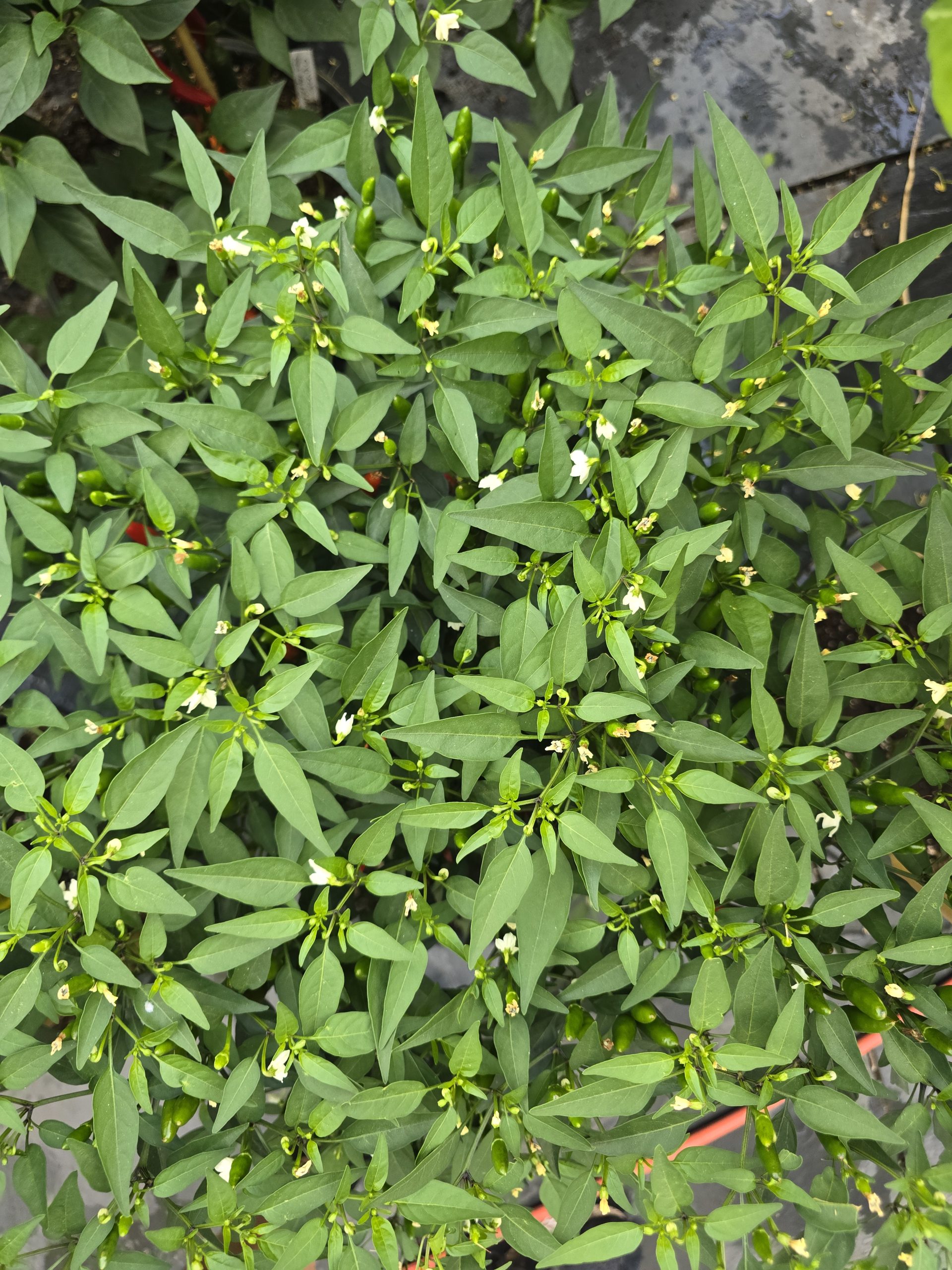 Diavolicchio Calabrese Chilli Seeds - Image 5
