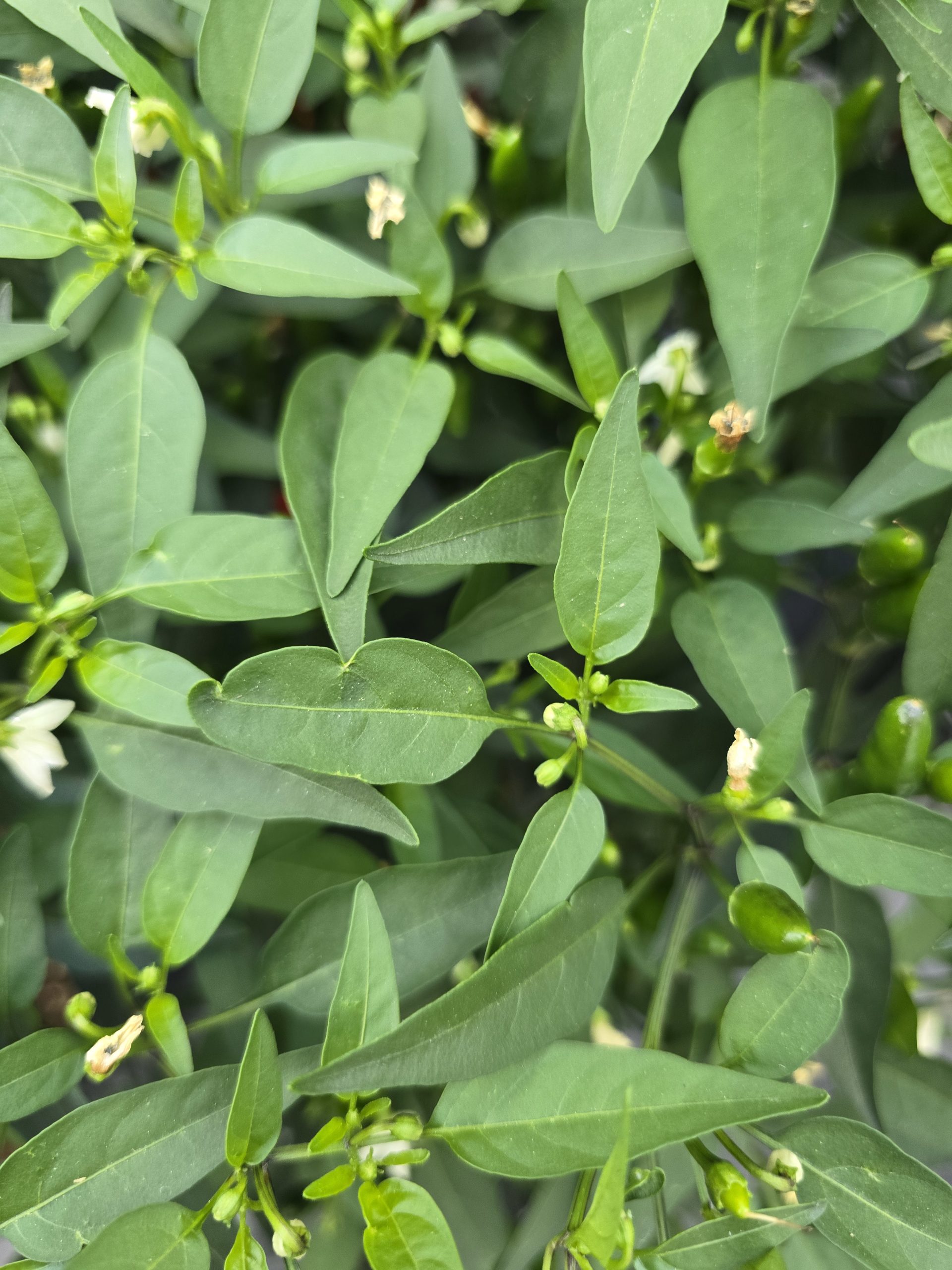 Diavolicchio Calabrese Chilli Seeds - Image 6