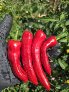 Elephant Trunk Chilli Seeds