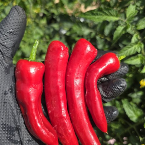 Elephant Trunk Chilli Seeds