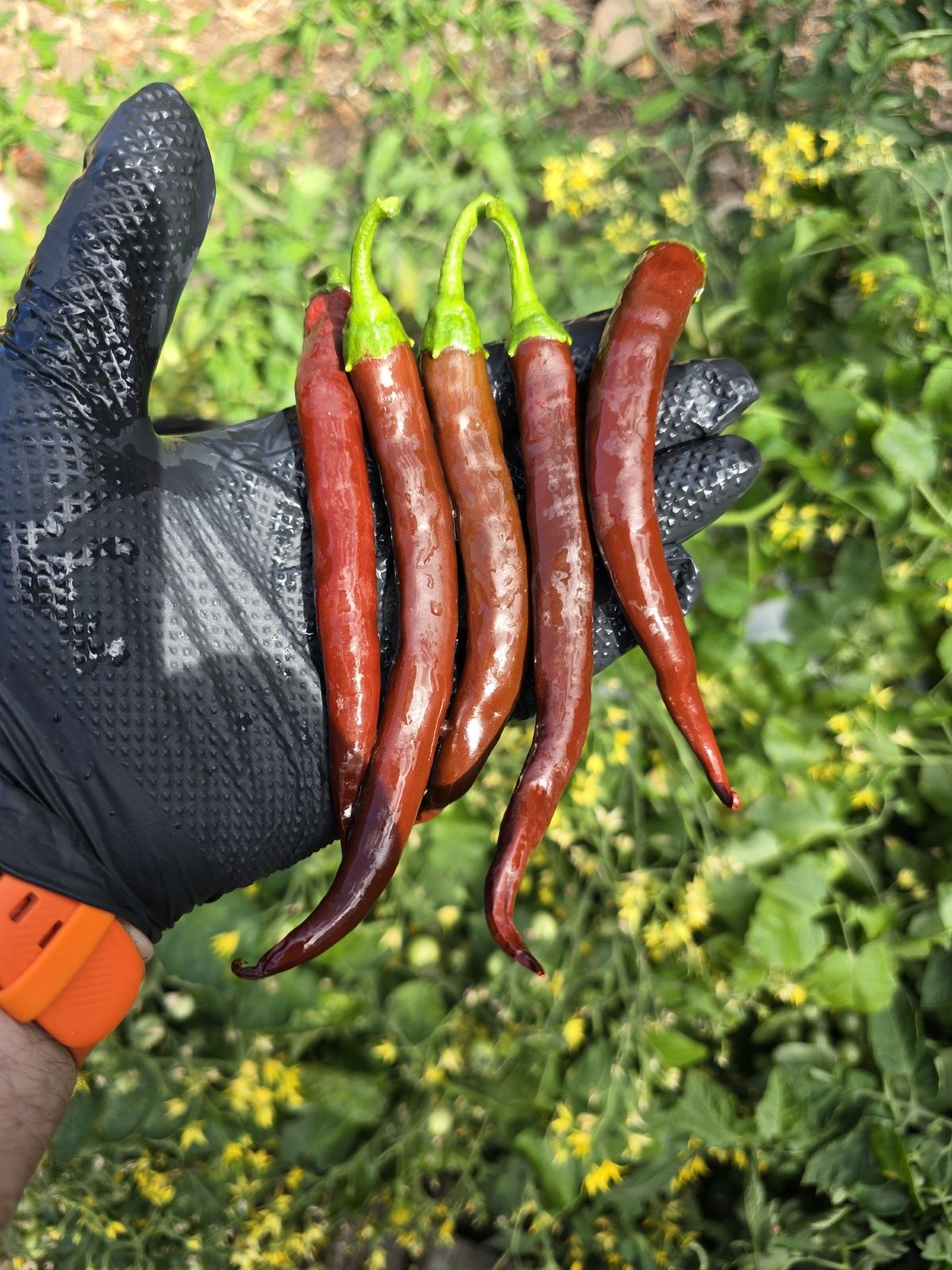 Cayenne Chocolate Chilli Seeds - Image 2