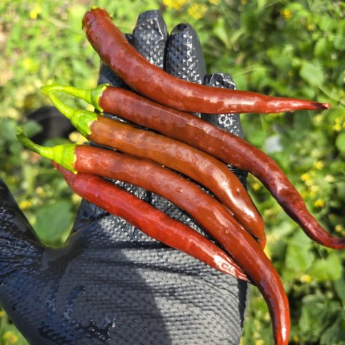 Cayenne Chocolate Chilli Seeds