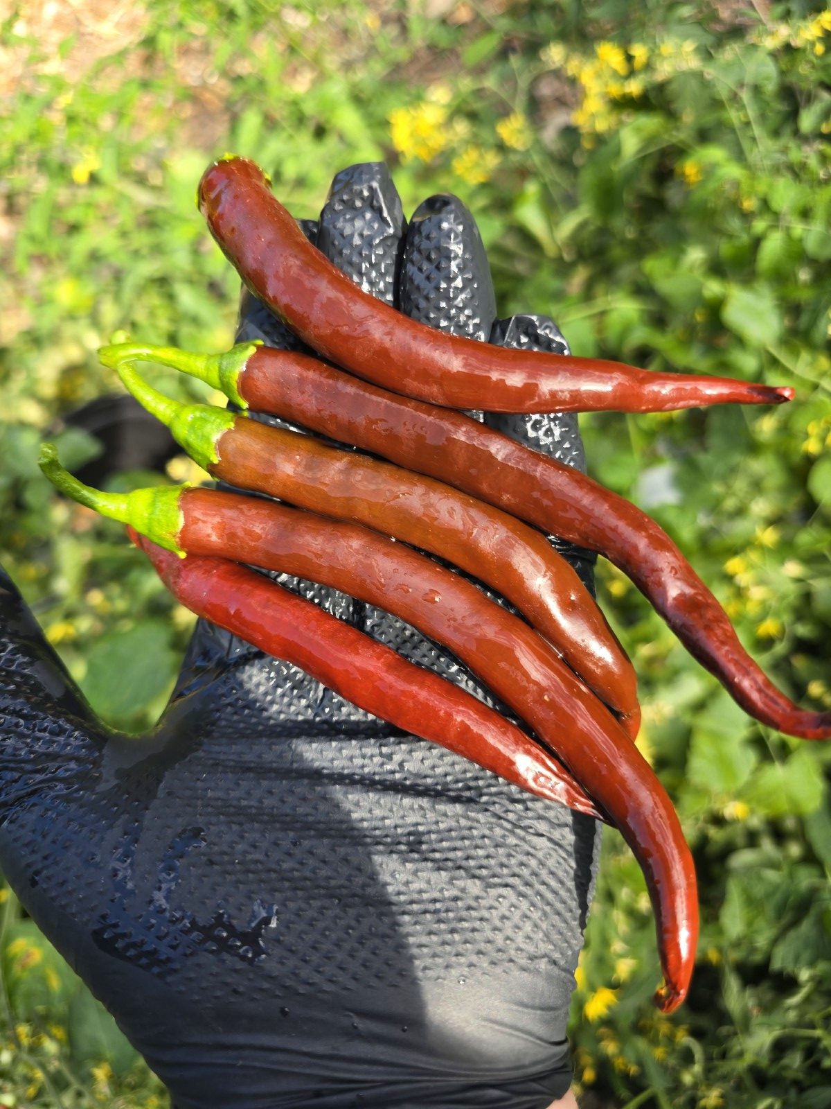 Cayenne Chocolate Chilli Seeds
