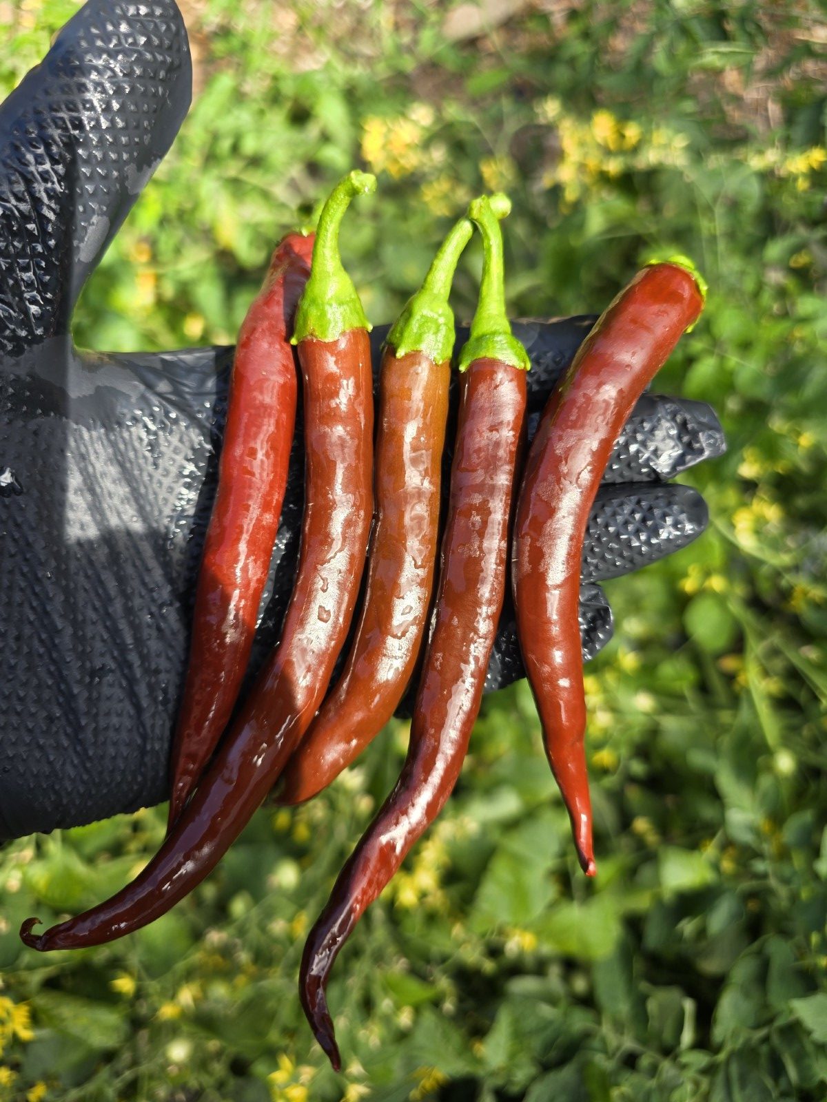 Cayenne Chocolate Chilli Seeds - Image 6