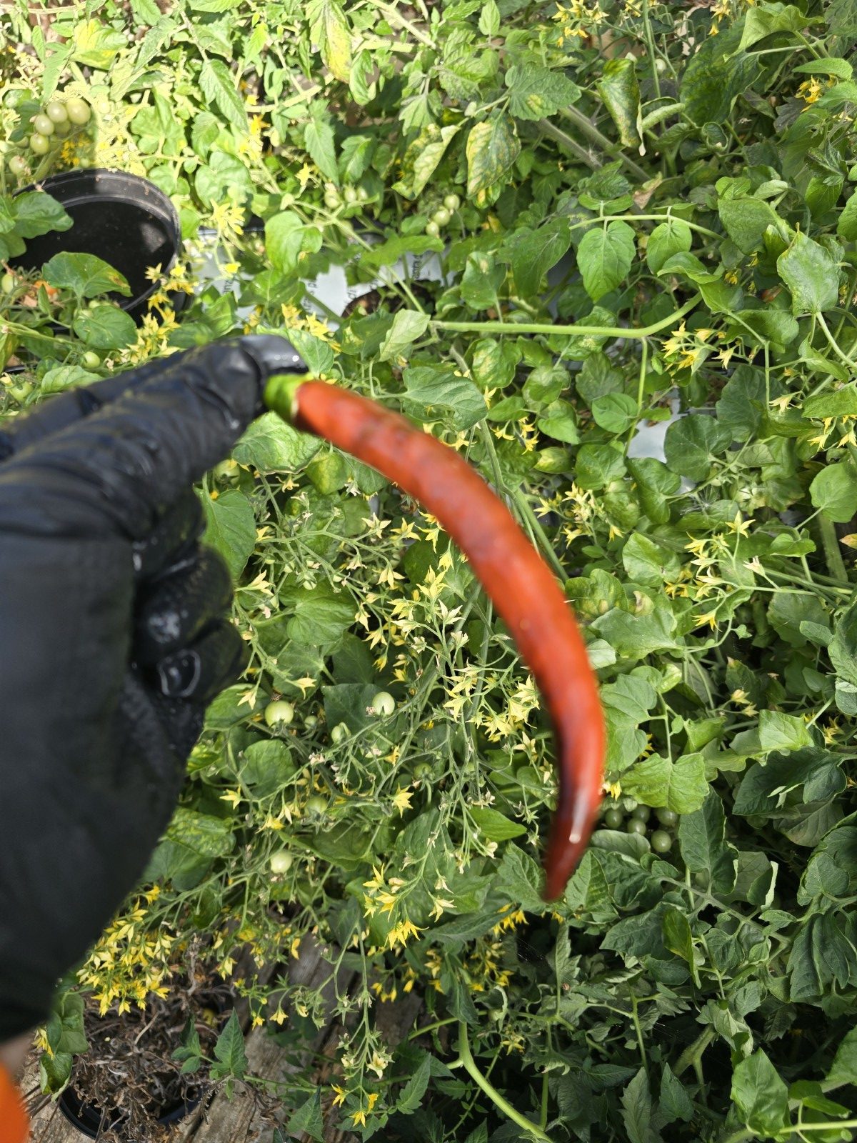 Cayenne Chocolate Chilli Seeds - Image 7