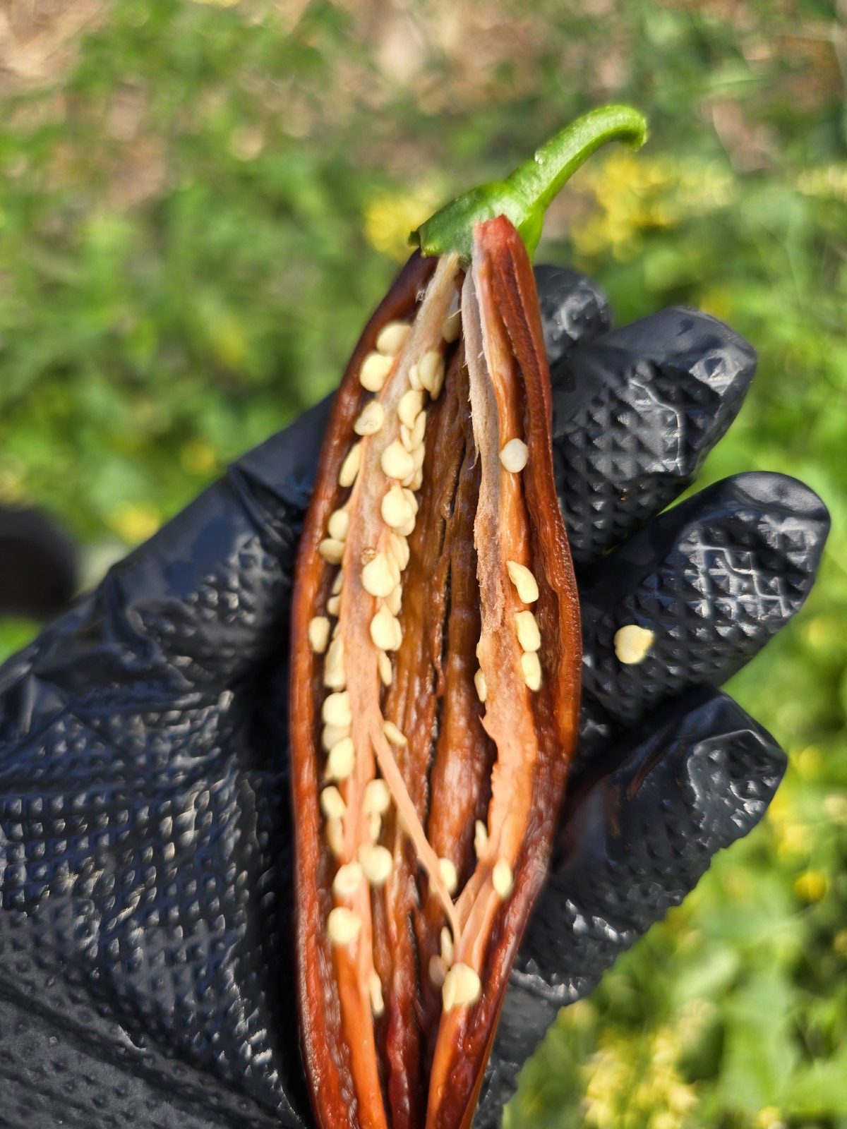 Cayenne Chocolate Chilli Seeds - Image 5