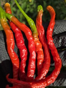 Himo Togarashi Chilli Seeds