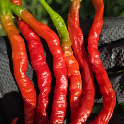 Himo Togarashi Chilli Seeds