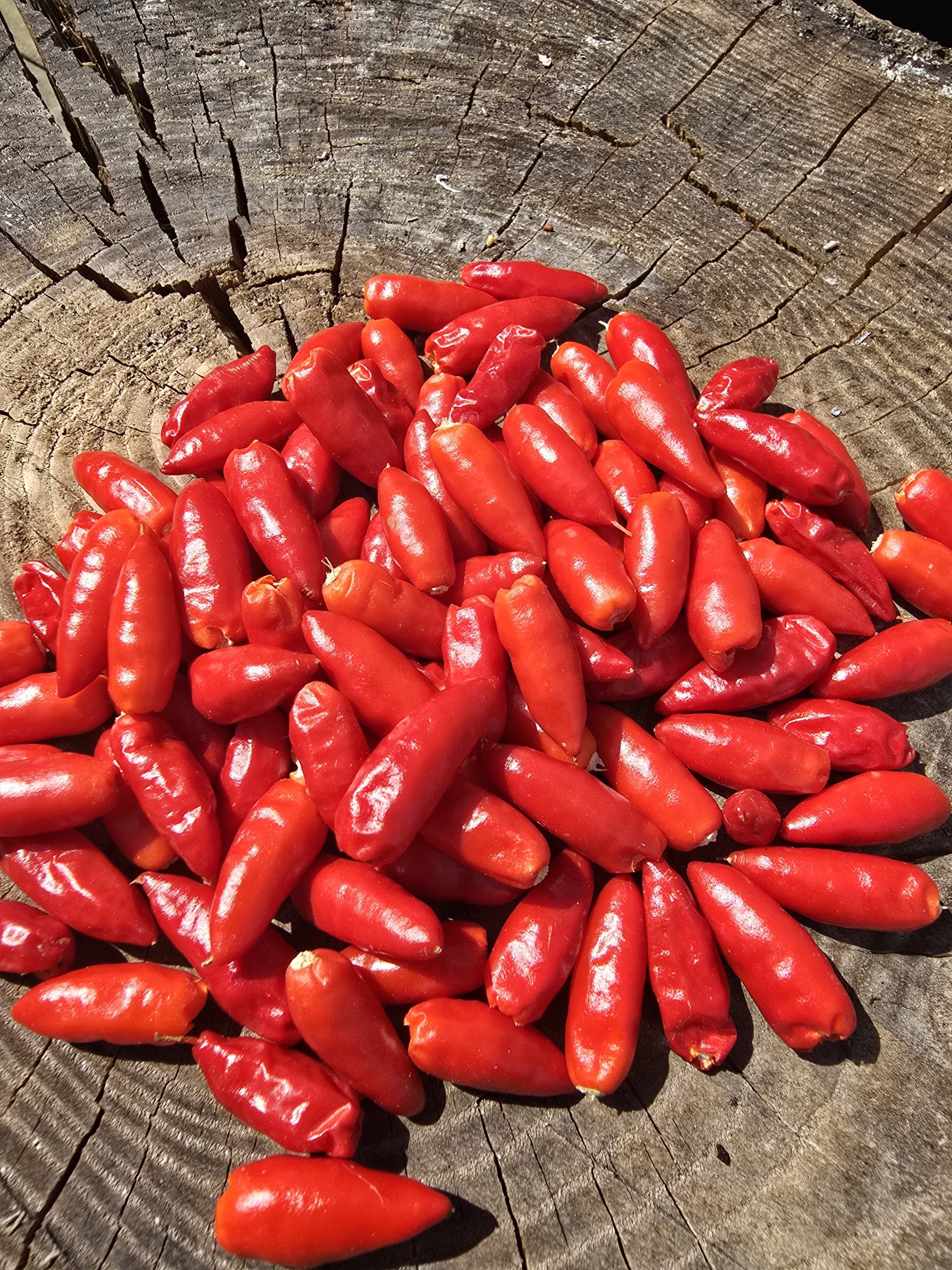 Diavolicchio Calabrese Chilli Seeds - Image 7