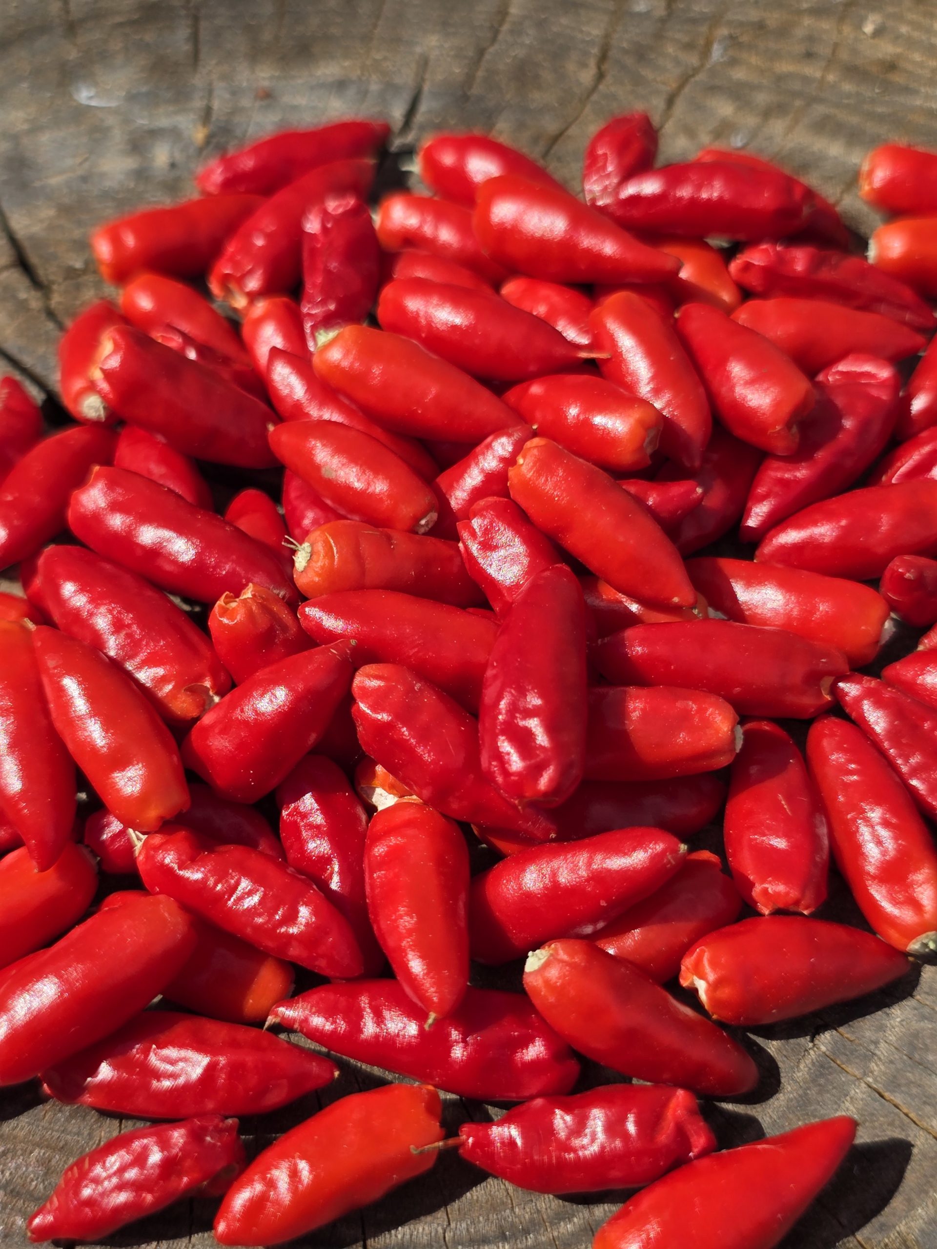 Diavolicchio Calabrese Chilli Seeds - Image 3