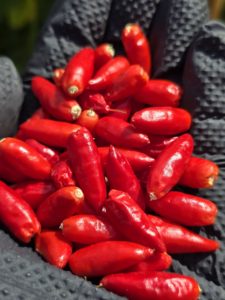 Diavolicchio Calabrese Chilli Seeds