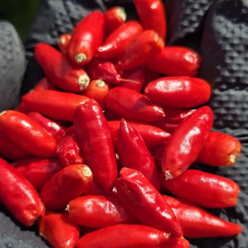 Diavolicchio Calabrese Chilli Seeds