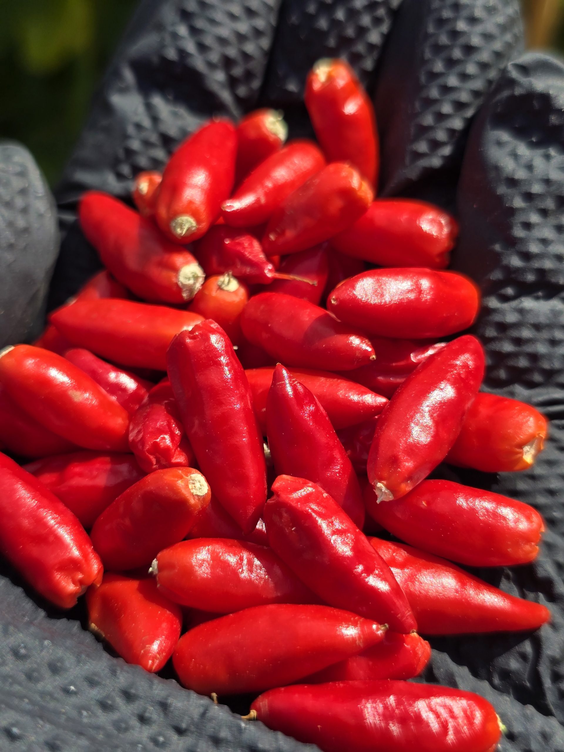 Diavolicchio Calabrese Chilli Seeds