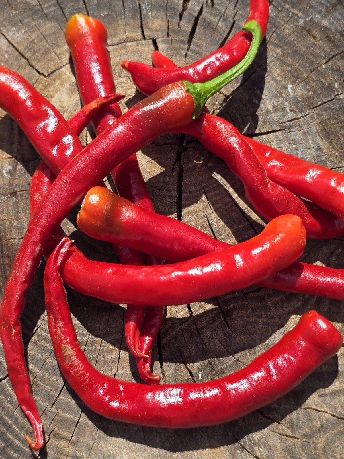 Lazzaretto Abruzzese Chilli Seeds - Image 4