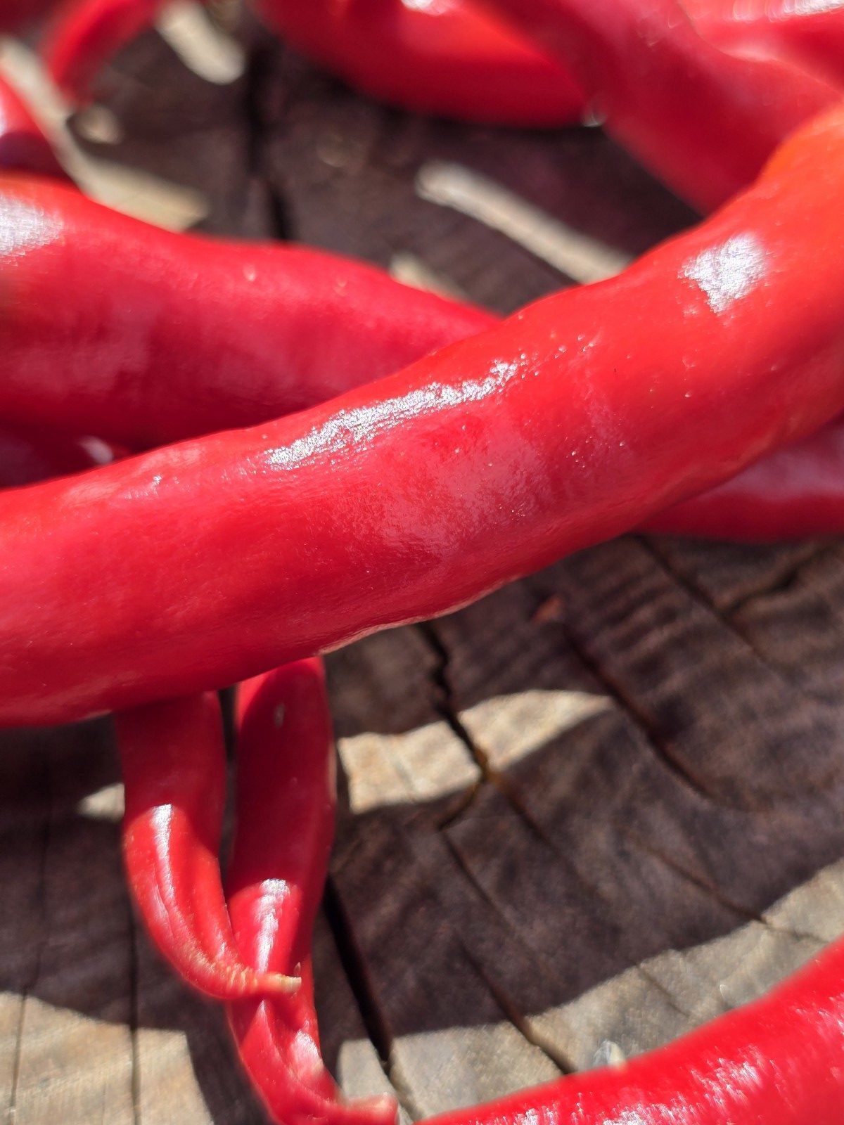 Lazzaretto Abruzzese Chilli Seeds - Image 3