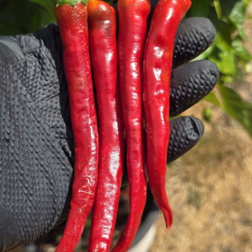 Lazzaretto Abruzzese Chilli Seeds