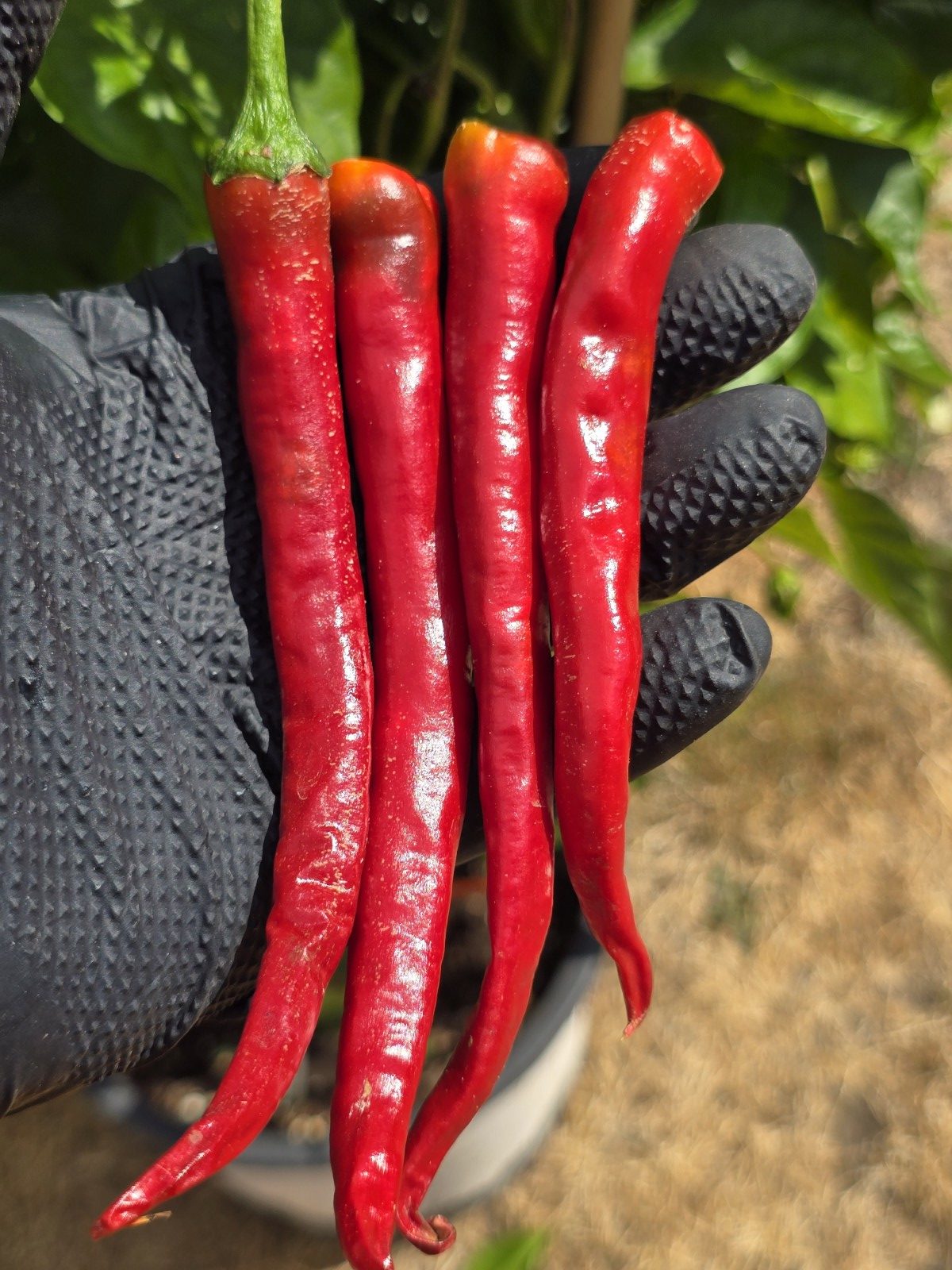 Lazzaretto Abruzzese Chilli Seeds
