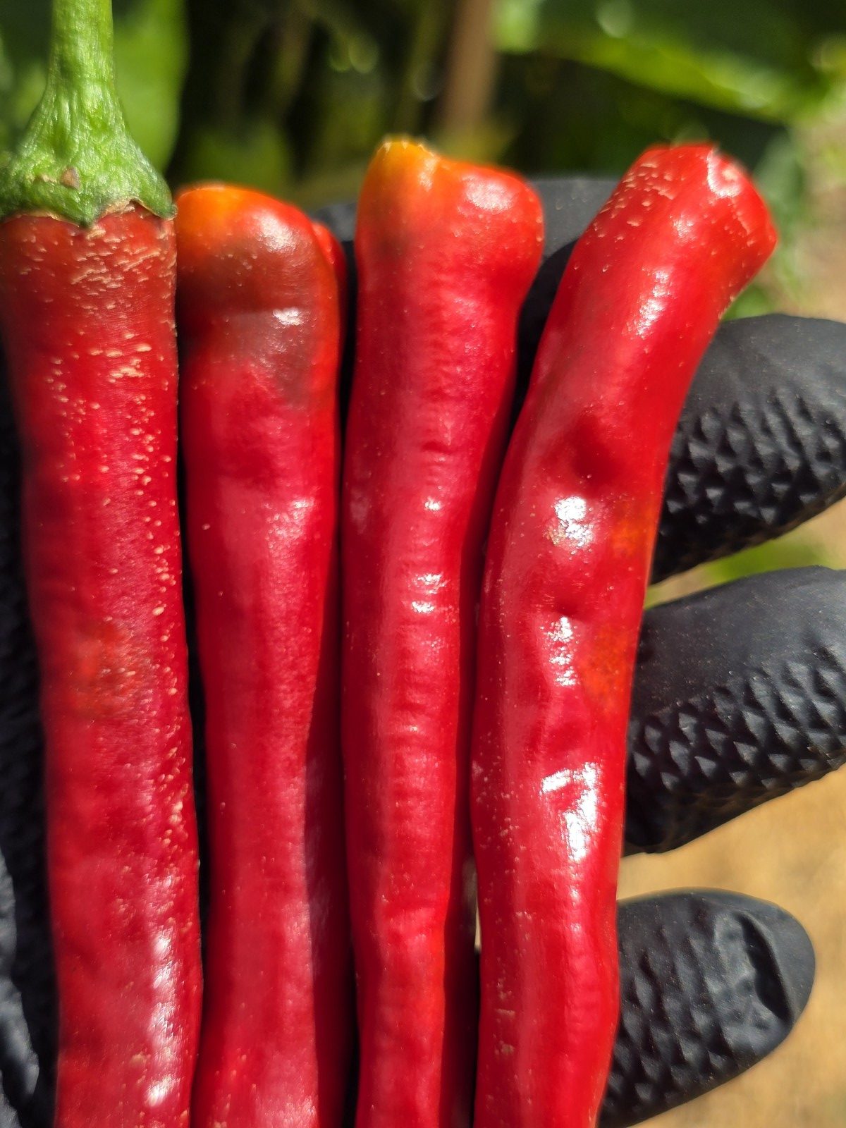 Lazzaretto Abruzzese Chilli Seeds - Image 2
