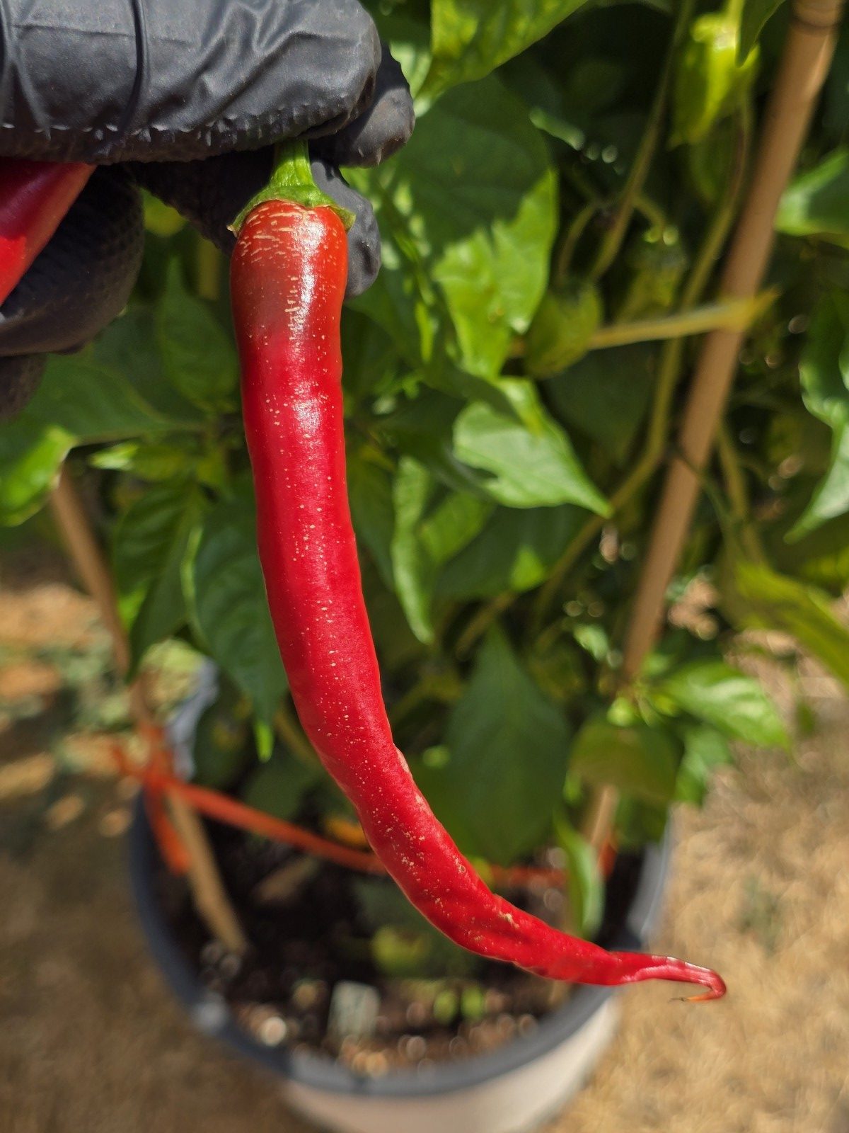 Lazzaretto Abruzzese Chilli Seeds - Image 5