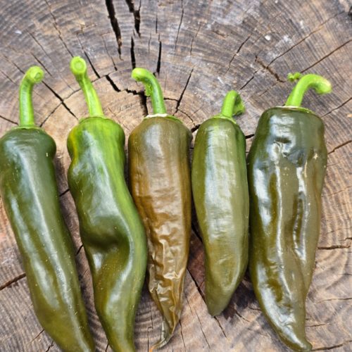 Berbre Anaheim Mustard Chilli Seeds