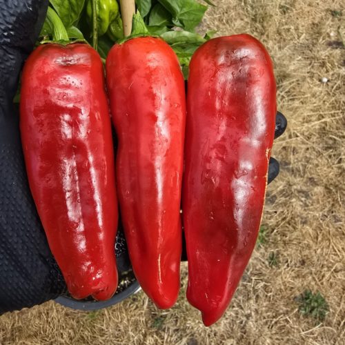 Peperoni Friggitelli Chilli Seeds