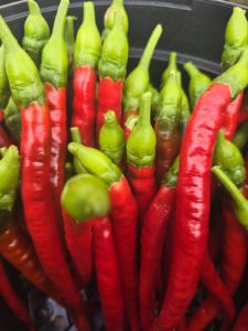 Turkish Snake Chilli Seeds