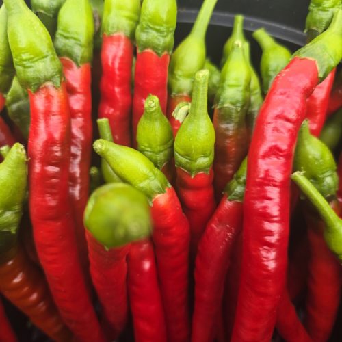 Turkish Snake Chilli Seeds