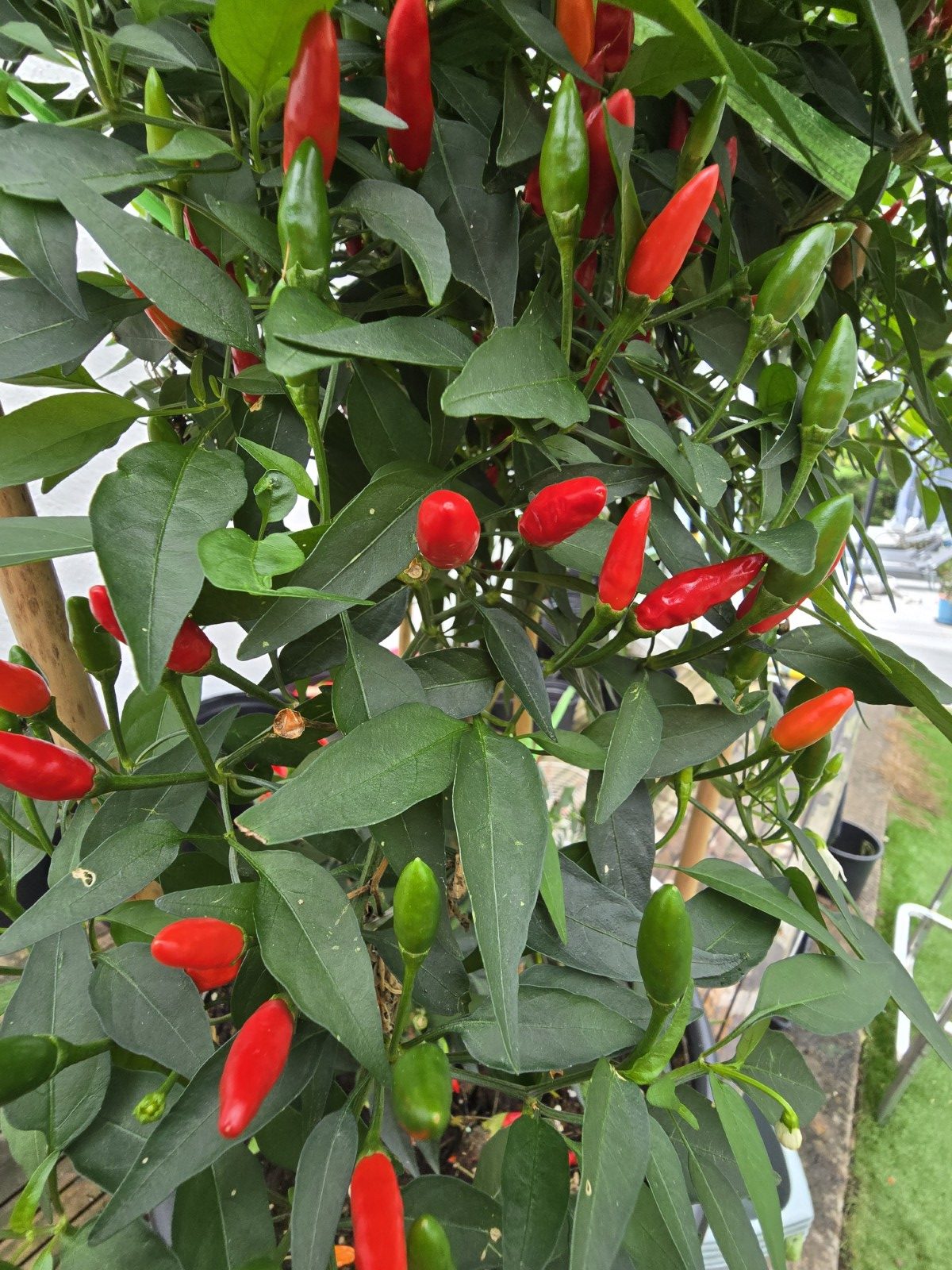 Diavolicchio Calabrese Chilli Seeds - Image 8