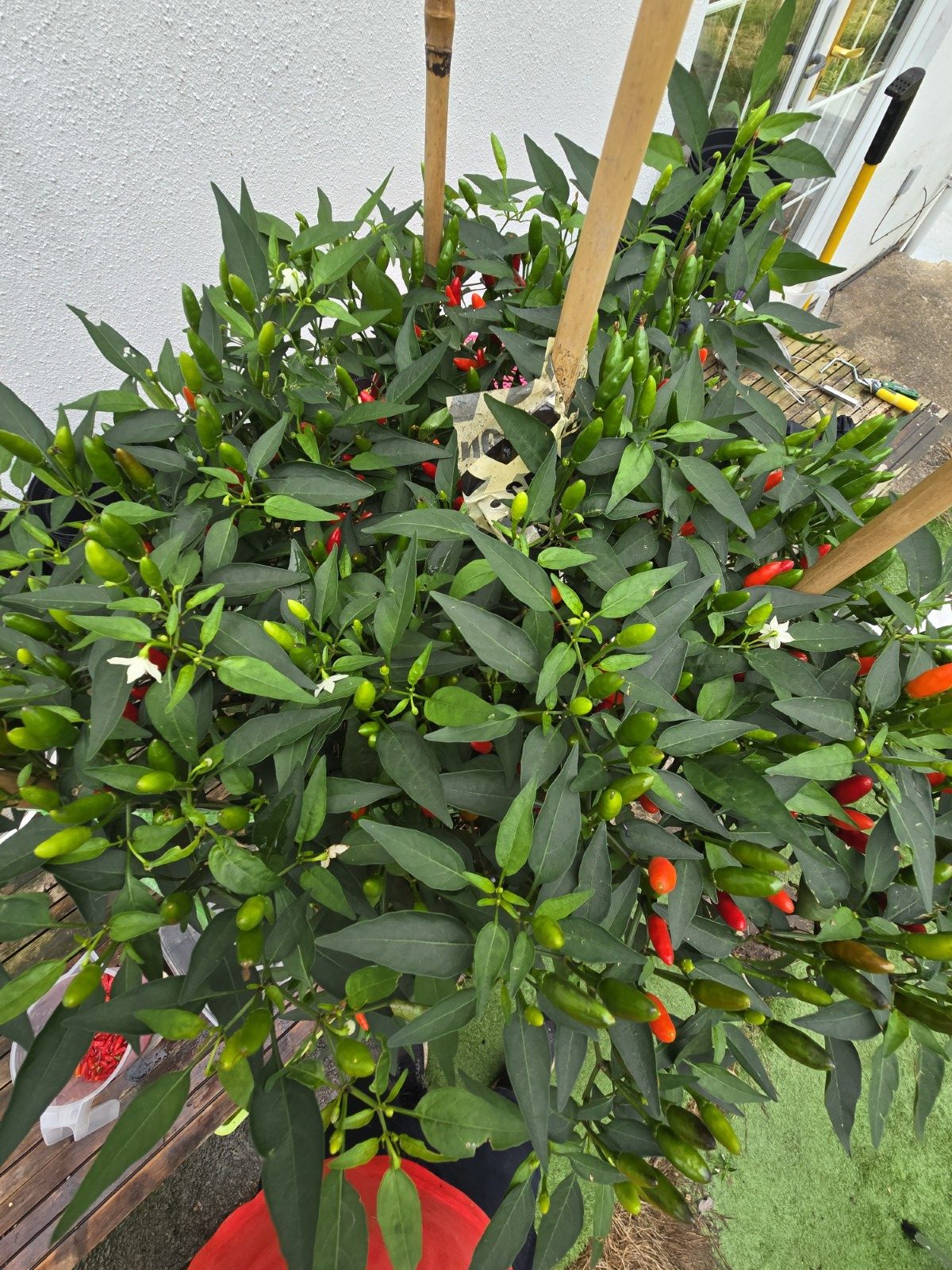 Diavolicchio Calabrese Chilli Seeds - Image 4