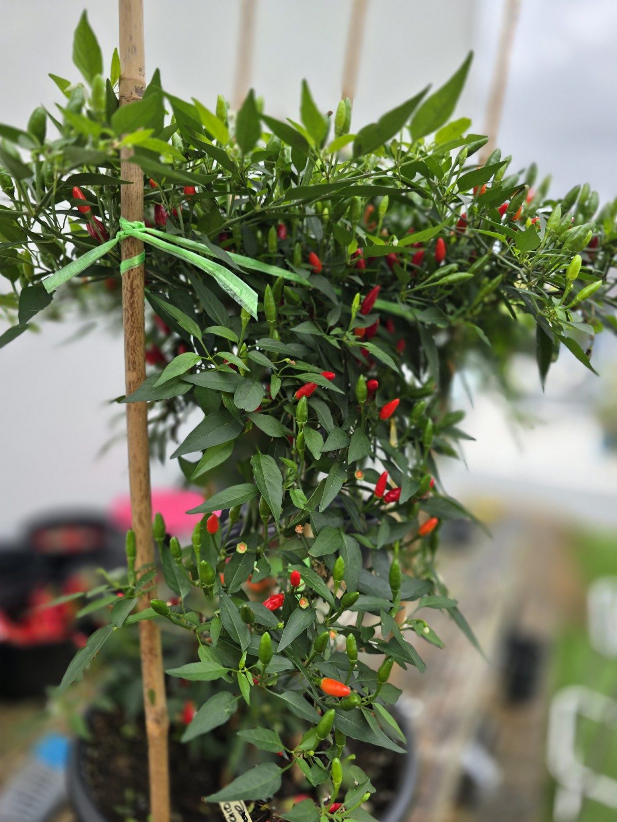 Diavolicchio Calabrese Chilli Seeds - Image 2