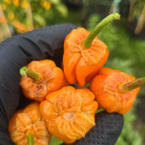 BBG Pumpkin Chilli Seeds