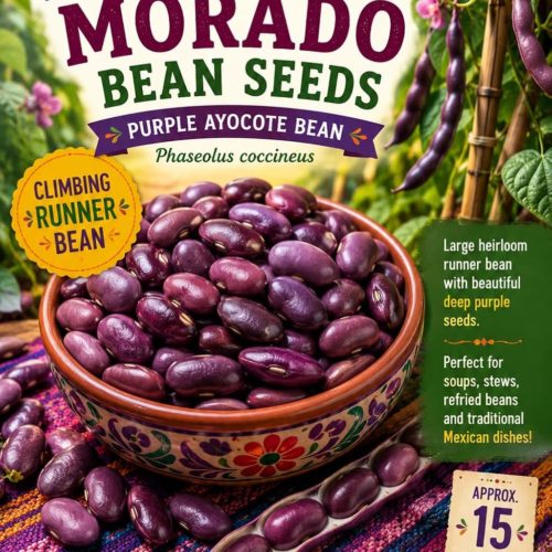 Ayocote Morado Bean Seeds