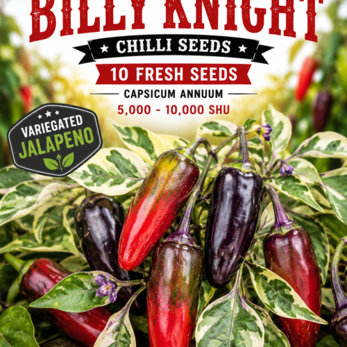 Biker Billy Knight Chilli Seeds