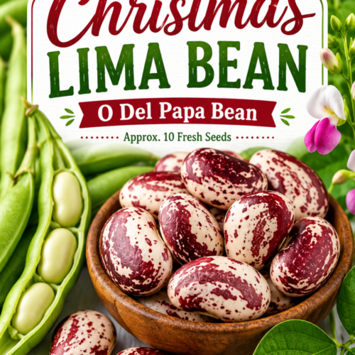 Christmas Lima Bean
