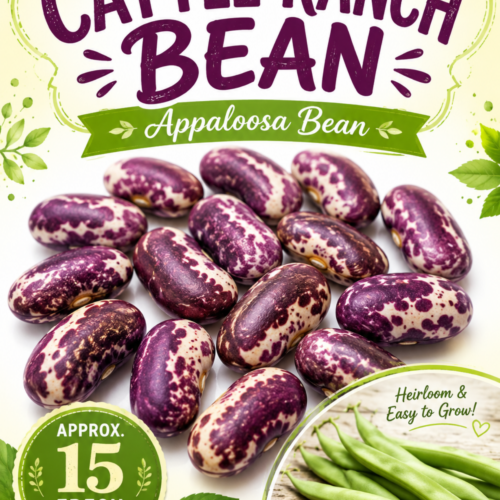 Jacobs cattle ranch bean