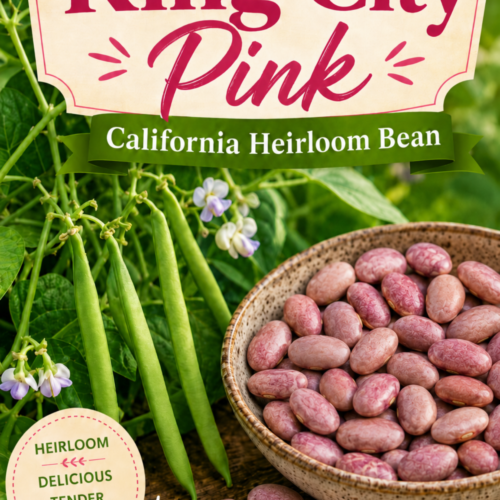 King city pink Bean