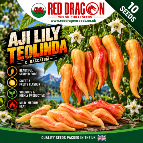 Aji Lily Teolinda Chilli Seeds
