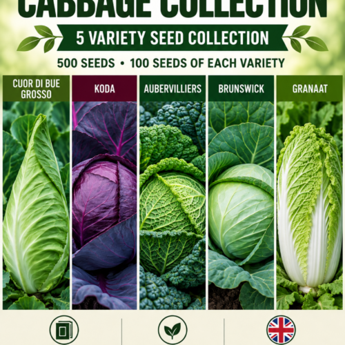 Heirloom Cabbage Seed Collection – 5 Varieties