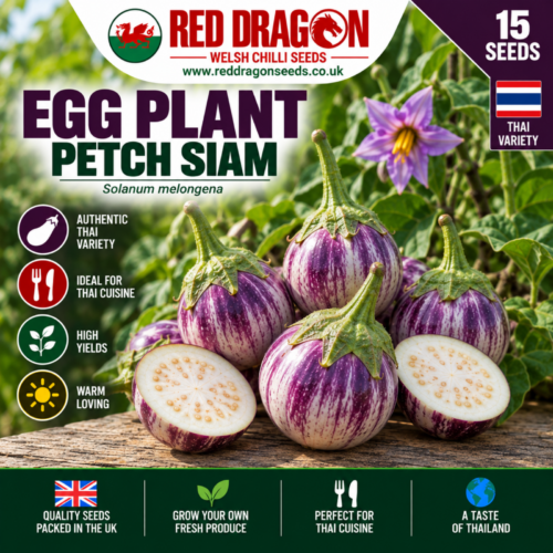 Petch Siam Thai Aubergine Seeds