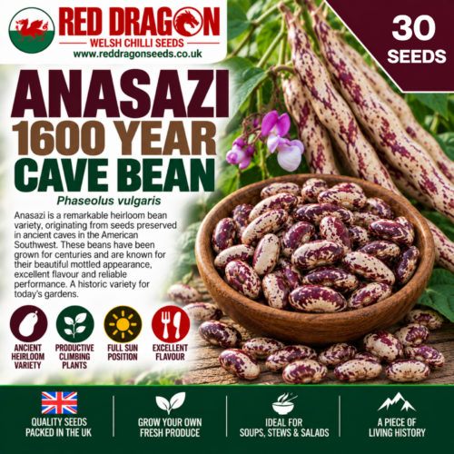 Anasazi 1600 Year Cave Bean