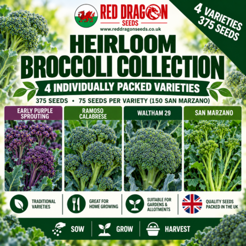 Heirloom Broccoli Seed Collection – 4 Individually Packed Varieties