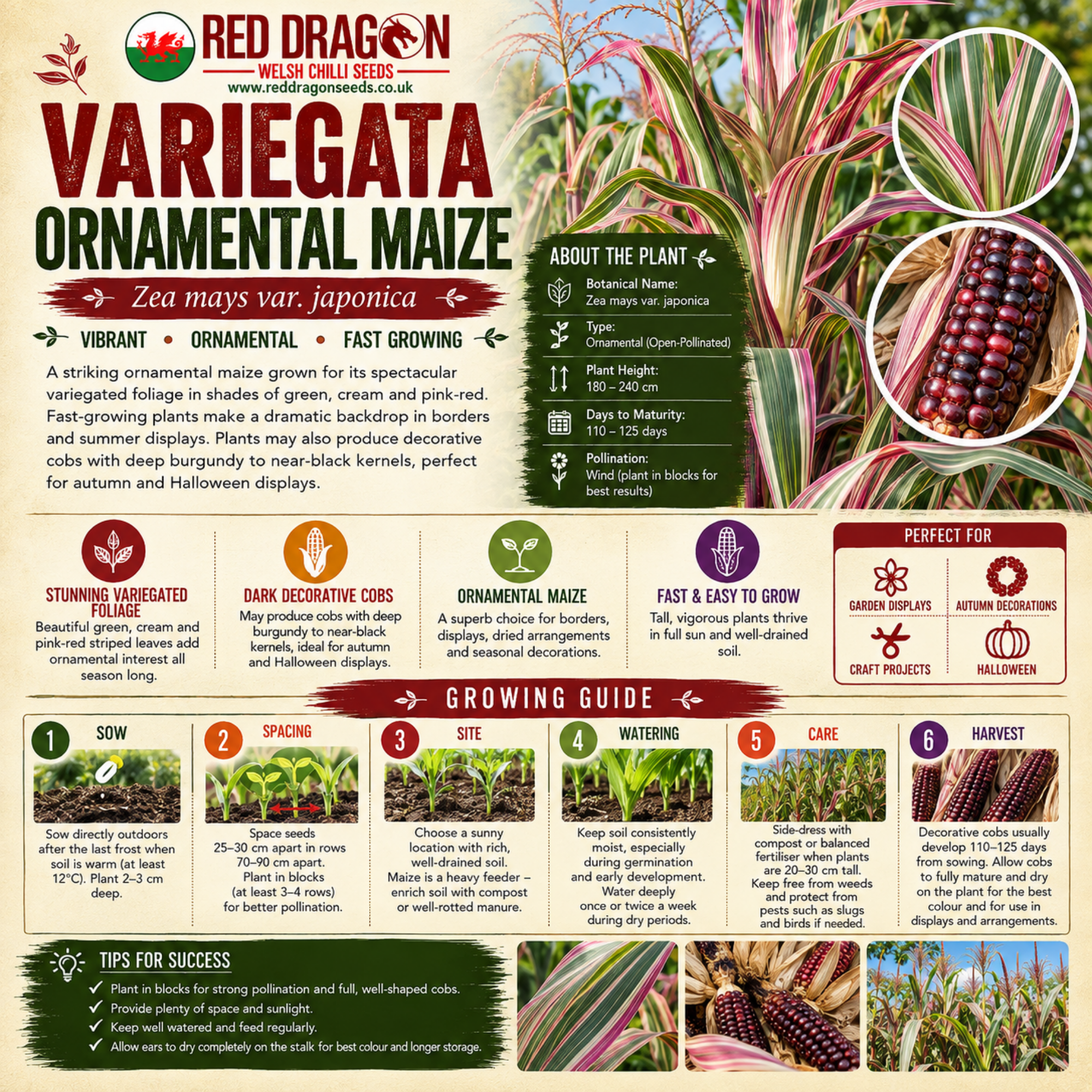 Variegata Maize / Corn Seeds - Image 2